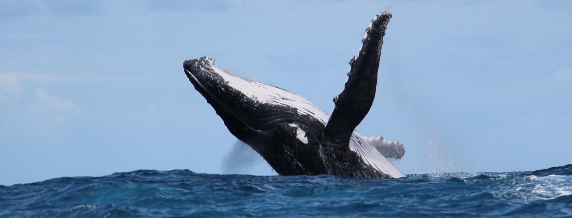 Baleine à la Réunion